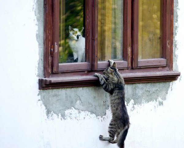 Коты готовы веселить нас в самые пасмурные дни! Стивен Кинг пишет, что коты – это гангстеры ... - 7