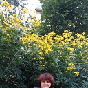  , -, 68  -  20  2017    