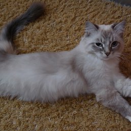 �����, ���������, 60 ���