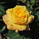  , , 60  -  30  2017   ,,, 2017