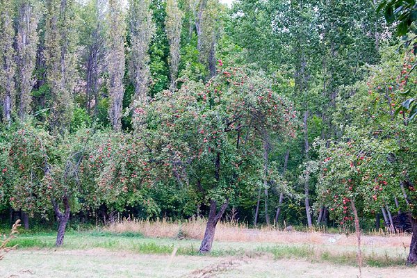 Pevril - 17 ������� 2017 � 09:18 - 5