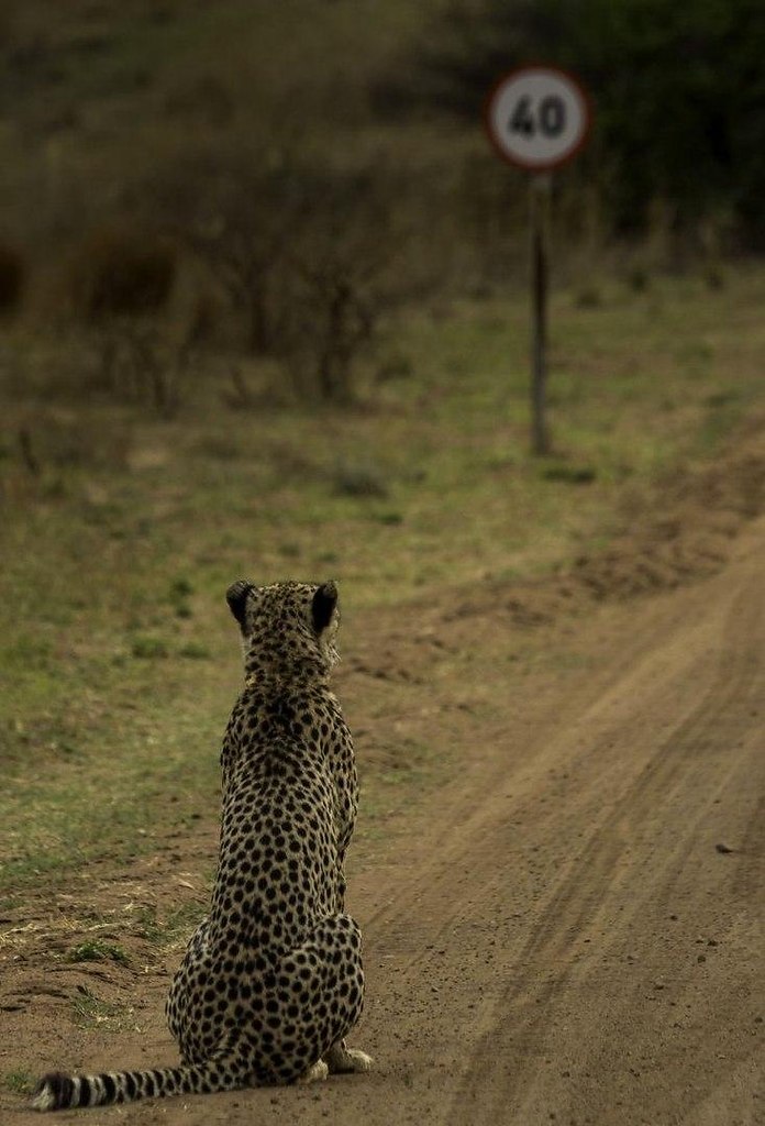   Comedy Wildlife Photography Award