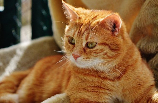 Р. Коты помнят все! И лучше, если это что-то хорошее…) Мой друг (учились в институте в одной группе ...