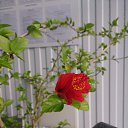 ���� �������, ��������, 50 ��� - ��������� 18 ������ 2017 � ������ ������ ��������