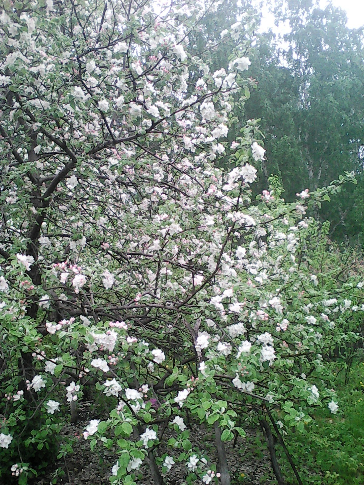 ����� ��������� - 27 ��� 2017 � 13:56 - 2