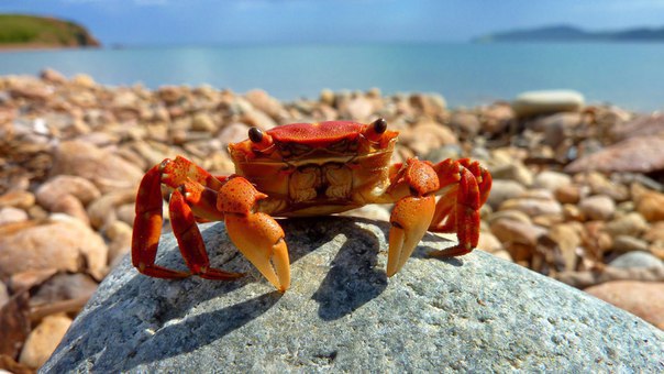    ,  crab bucket theory     .  , ...