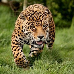 Ferdinand, ������, 54 ����