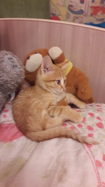 #Безкота_добро#.Мой котёнок Лиза. Лизу взяли на улице. Мы уже готовились к появлению котёнка,но не ... - 2