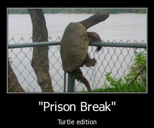 Prison Break