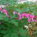 ���� ����, �����, 46 ��� - ��������� 8 ��� 2017 � ������ ���� ����������