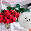 ���� �������, ����������� - ��������� 10 ������ 2017 � ������ ���� ����������