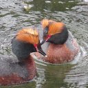 ���� Elena, �������, 70 ��� - ��������� 24 ������ 2017 � ������ ���� ����������