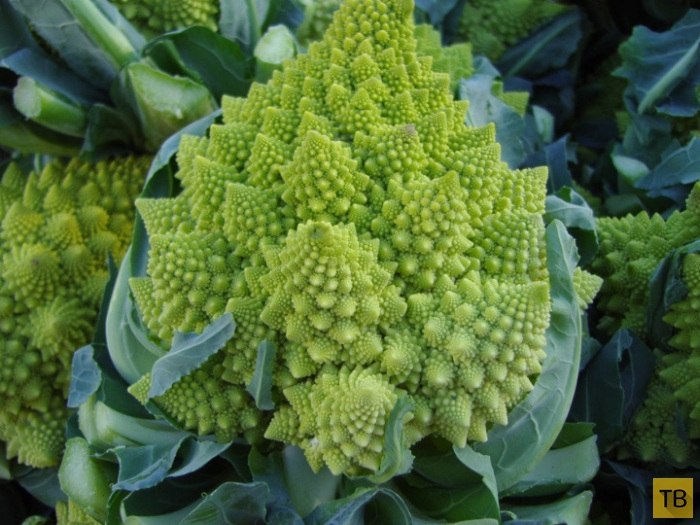      :  Romanesco       . ...