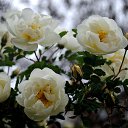 ���� ������, ������, 49 ��� - ��������� 6 ���� 2017 � ������ ������� Nikon�