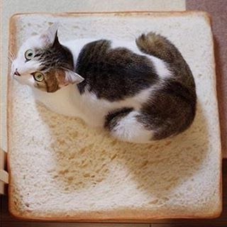 На этой подушечке ваш кот будет выглядеть еще чуть более аппетитно - 2
