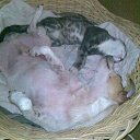 ���� Gareth, ����, 39 ��� - ��������� 4 �������� 2017 � ������ ���� ����������