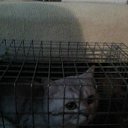 ���� ��������, ������, 61 ��� - ��������� 29 ������� 2017 � ������ ������ ��������