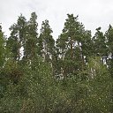 ���� ���������, ������ - ��������� 31 ������� 2017 � ������ ��������� � ������������ ��� 20 ������� 2017 ����