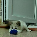 ���� ����� *******, ���������, 43 ���� - ��������� 4 ������� 2017 � ������ ���� ����������