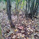 ���� ���������, ���������, 50 ��� - ��������� 22 �������� 2017 � ������ ���� ����������