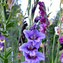 ���� �����, ����� - ��������� 17 ������� 2017 � ������ ���� ����������