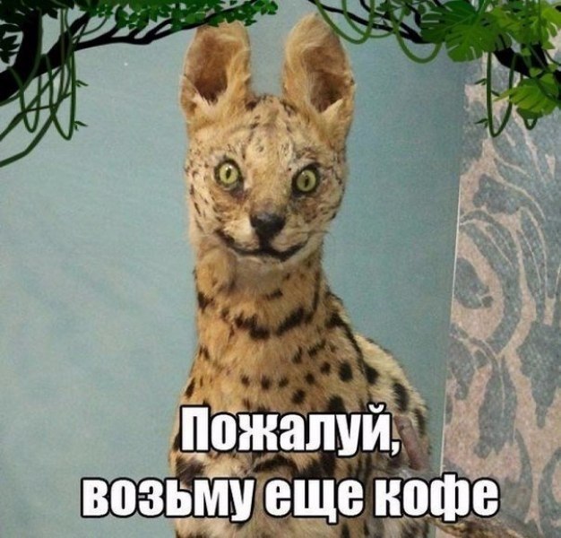 Мем ща ща ща с котом
