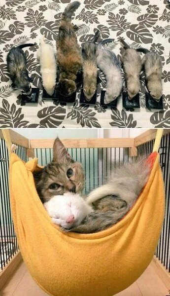 Котенка подселили в семейку хорьков и его приняли как своего. - 6