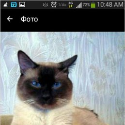 ���� Nomonhon, ������, 50 ��� - ��������� 12 ������ 2017