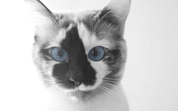 CATS OF ALL - 7  2017  17:04