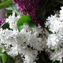 ���� Olezhka***, ����, 65 ��� - ��������� 14 ��� 2017 � ������ ���������� ������