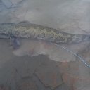 ���� ����, ������ - ��������� 11 ������ 2017 � ������ ���� ����������