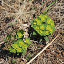  Olga, , 44  -  15  2017    