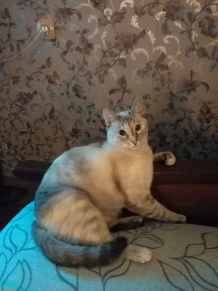 #Безкота_добро.Моя кошка - Греся (Грейс) 1,5 года. Взята из коробочки в магазине, в сентябре 2015 г. ...