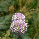 ���� ���������, ������, 51 ��� - ��������� 17 ���� 2017 � ������ �16.07.17 ������� �����, �.��������, ���� ��������