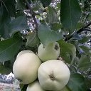 ���� �, ������, 53 ���� - ��������� 8 ������ 2017