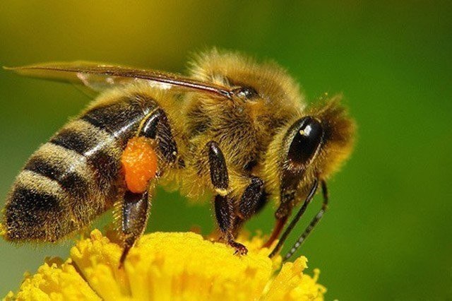   (Apis mellifera)         ...