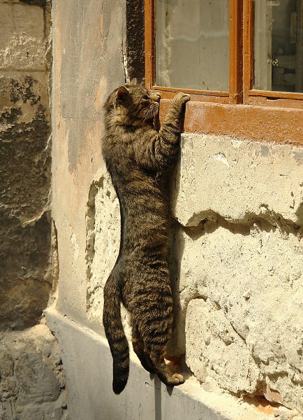 CATS OF ALL - 8 ������ 2017 � 02:30