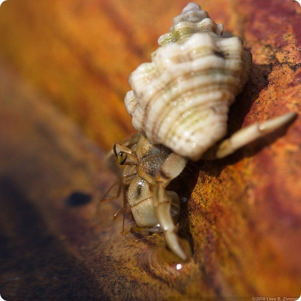   - (. Coenobita variabilis)   ,  ... - 3
