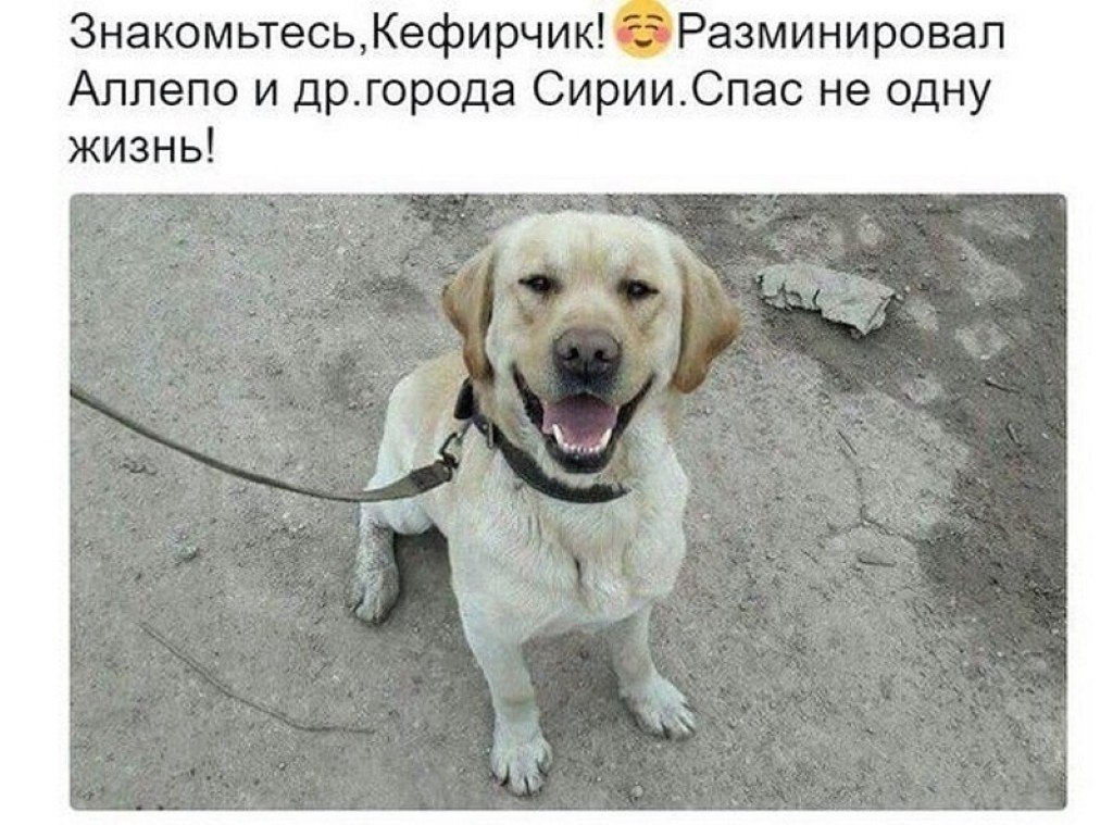 анекдот. анекдот про медведя. анекдот про охотника и кефирчика. кефирчик анекдот про собаку. анекдот про охотника и медведя и собаку.