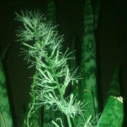 ���, �������, 64 ����