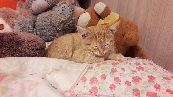 #Безкота_добро#.Мой котёнок Лиза. Лизу взяли на улице. Мы уже готовились к появлению котёнка,но не ... - 4