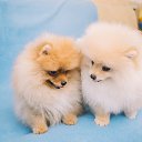 ���� �������, ���������, 59 ��� - ��������� 12 ������ 2017 � ������ �� � ��������