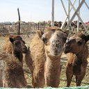 ���� �����, �����-��������� - ��������� 27 ������� 2017 � ������ ����λ