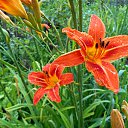 ���� Gulsara, ��������� - ��������� 22 ������� 2017