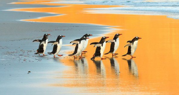   ,   National Geographic   2017  - 8
