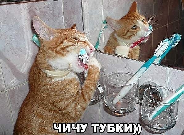 Один день из жизни школьника в шести картинках! Вместо школьника у нас кот! :-3 Смотрим картинки и ...