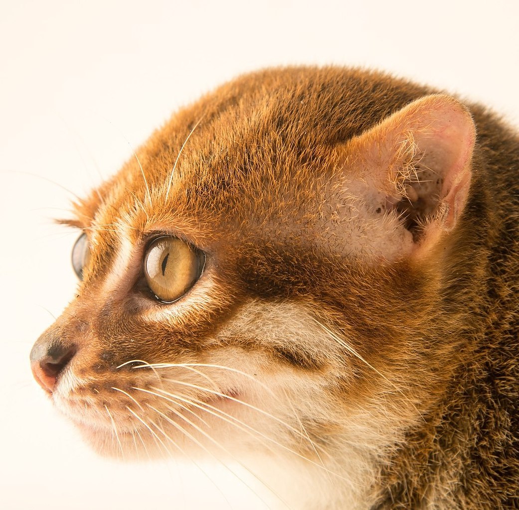 Суматранская кошка | Без кота и жизнь не та | Фотострана | Пост №1446306398