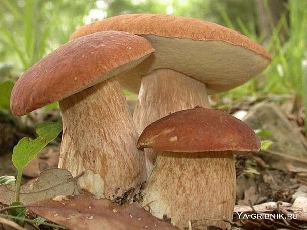 Белые грибы бывают березовые, дубовые, еловые, сосновые, но эти маски не слишком различаются и в ...