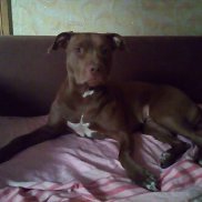 ������, , �������