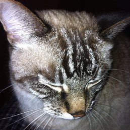 �������, ������, 45 ���